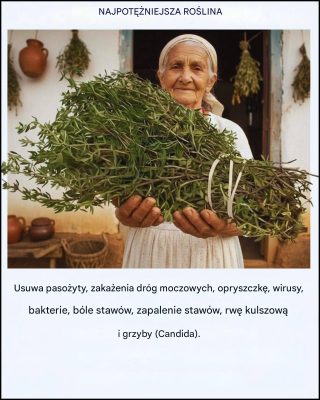 Najpotężniejsza roślina lecznicza, której wiele osób zapomina