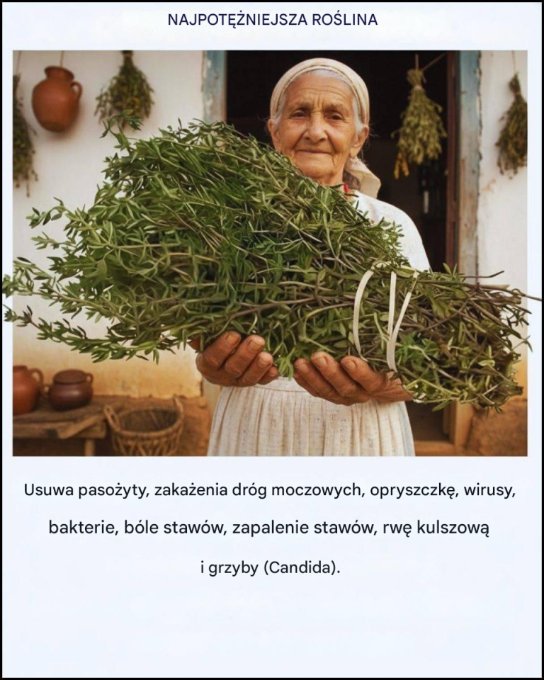 Najpotężniejsza roślina lecznicza, której wiele osób zapomina