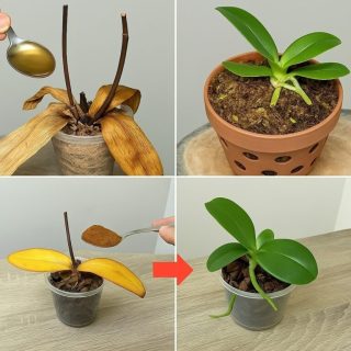 Posyp 1 łyżką martwe korzenie storczyka! Nagle odżyły i kwitną przez cały rok.