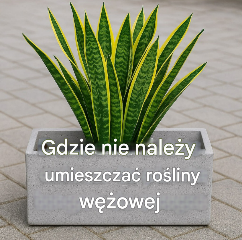 Nigdy nie umieszczaj sansewierii w tym miejscu!