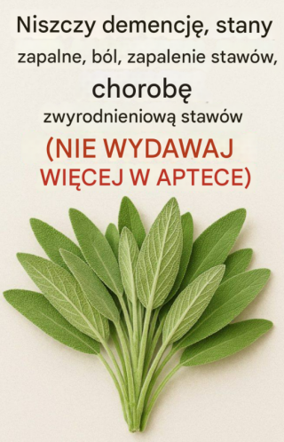 Szałwia: naturalny środek na zdrowie mózgu, stany zapalne i bóle stawów