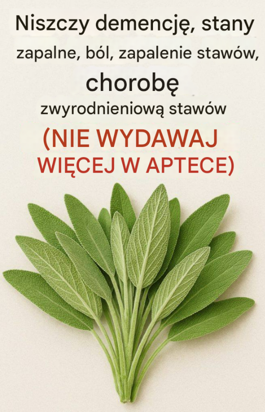 Szałwia: naturalny środek na zdrowie mózgu, stany zapalne i bóle stawów