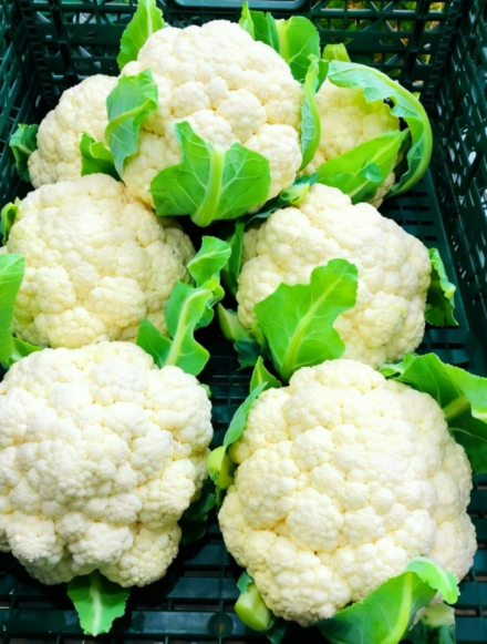 Niesamowite korzyści zdrowotne kalafiora — potwierdzone naukowo