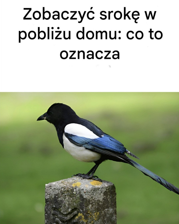 Zobaczyć srokę w pobliżu domu: oto jej znaczenie