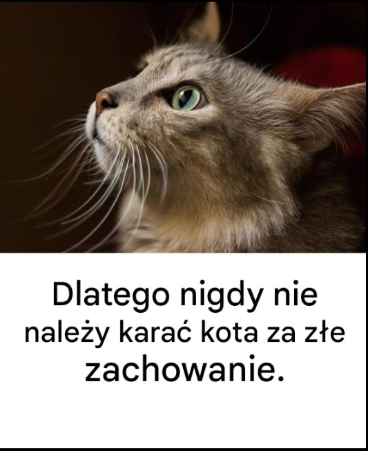 Dlatego nigdy nie należy karać kota za złe zachowanie.