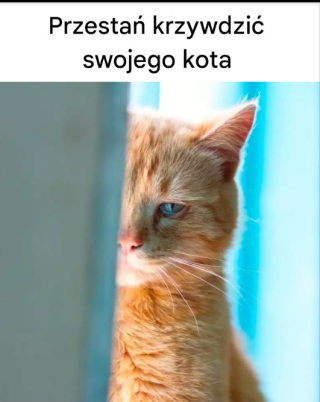 16 rzeczy, które wyrządzają kotu krzywdę emocjonalną