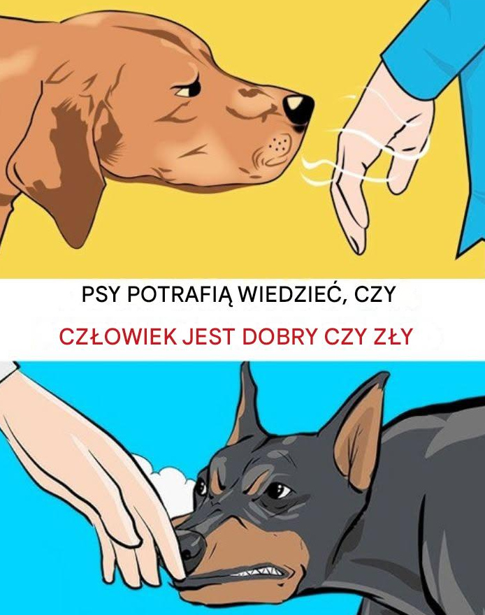 Psy potrafią odróżnić, kto jest dobry, a kto zły