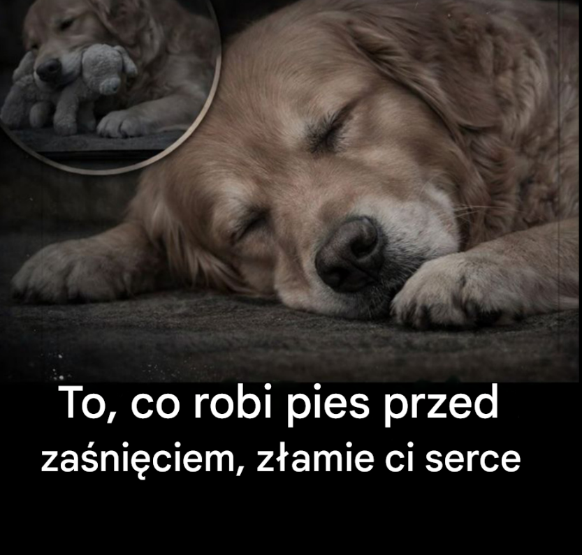 To, co pies zrobi przed śmiercią, złamie ci serce