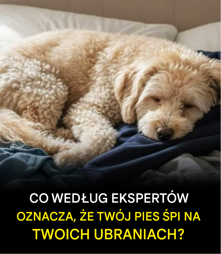 Dlaczego Twój pies śpi na Twoich ubraniach? Eksperci w końcu wyjaśniają dlaczego.