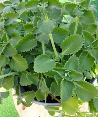 Wystarczy jeden listek oregano dziennie, a przestaniesz cierpieć…