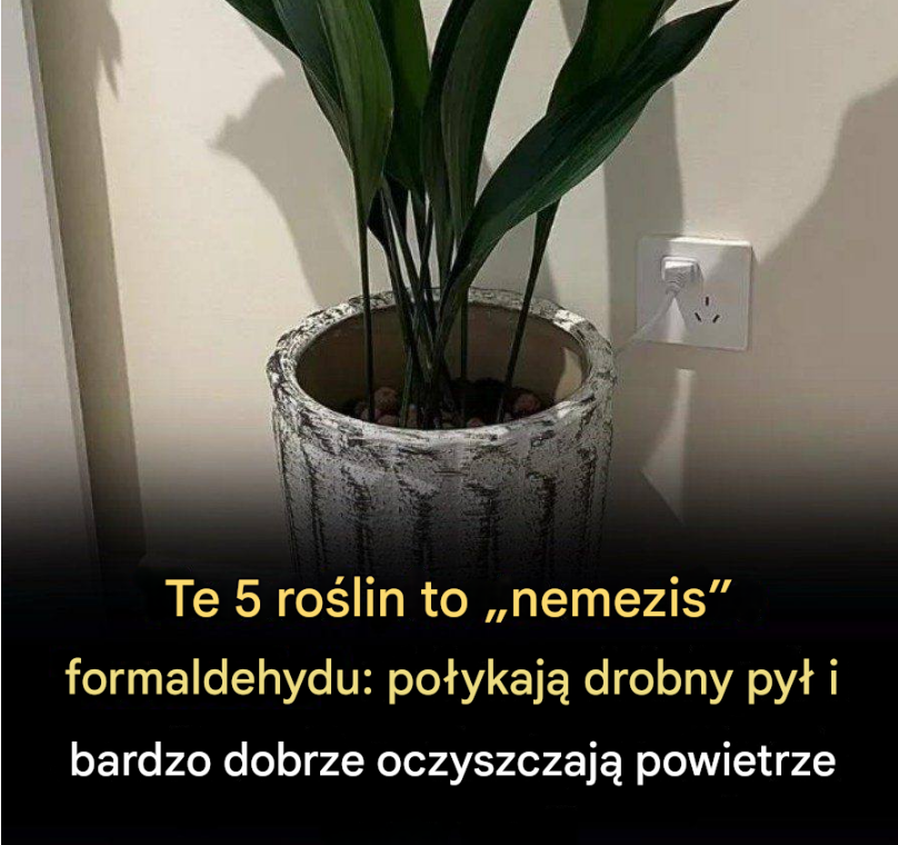 Te 5 roślin to „nemezis” formaldehydu: połykają drobny pył i bardzo dobrze oczyszczają powietrze