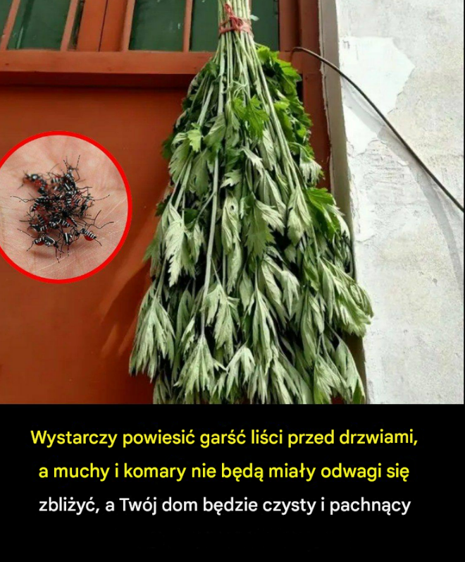 Wystarczy powiesić garść tych liści przed drzwiami, a muchy i komary znikną