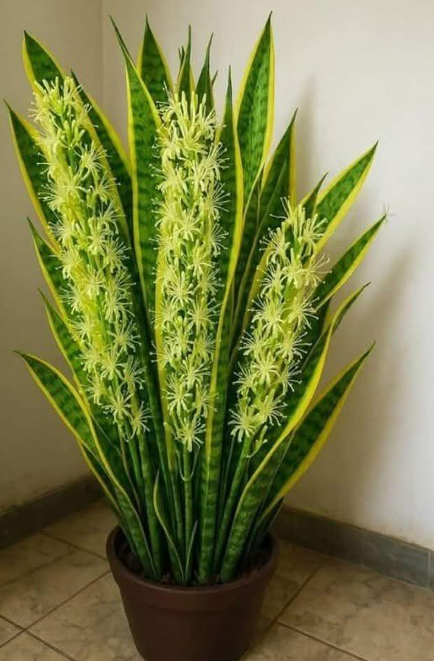 Mało znany sekret języka teściowej (Sansevieria): roślina o zaskakujących właściwościach