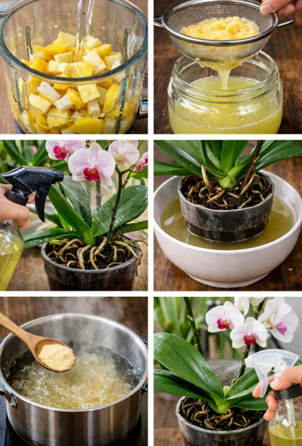 Jeśli tylko będzie cytryna, orchidea natychmiast wypuści mnóstwo pąków i będzie kwitnąć wiecznie