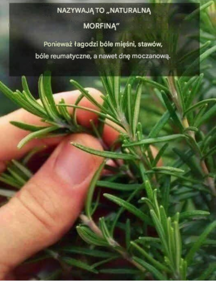 Cudowna roślina, której moc ludzie spożywają, nazywa się