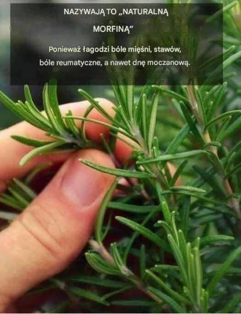 Cudowna roślina, której moc ludzie spożywają, nazywa się