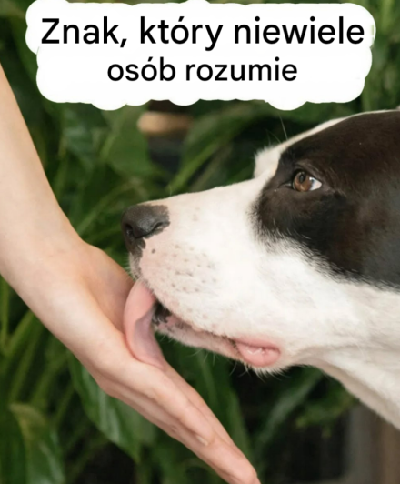 Kiedy pies liże Cię po rękach: jakie sygnały wysyła i dlaczego ważne jest, aby je interpretować? To nie tylko zwykły nawyk.