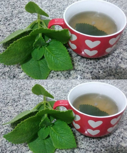 5 powodów, dla których seniorzy powinni włączyć oregano do swojej diety