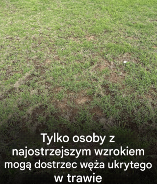 Każdy widzi trawę, ale tylko osoby z dobrym wzrokiem dostrzegają węża w czasie krótszym niż 30 sekund.