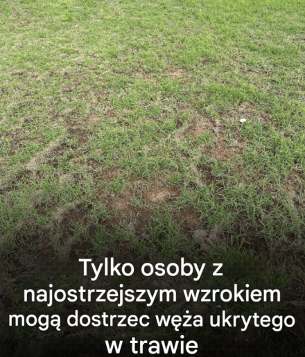 Każdy widzi trawę, ale tylko osoby z dobrym wzrokiem dostrzegają węża w czasie krótszym niż 30 sekund.