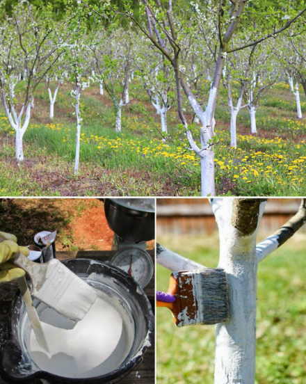 Sekret zdrowego sadu: dlaczego i jak wapnować drzewa owocowe wiosną